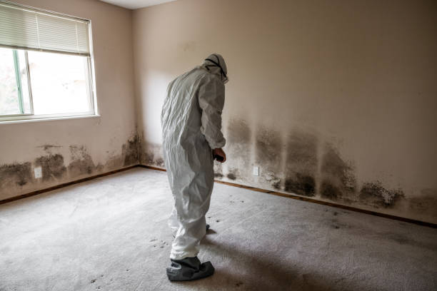 Best HVAC Mold Remediation in Lorena, TX