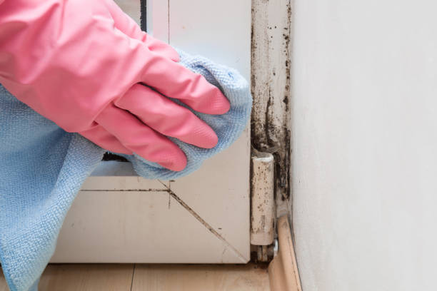 Best Kitchen Mold Remediation in Lorena, TX
